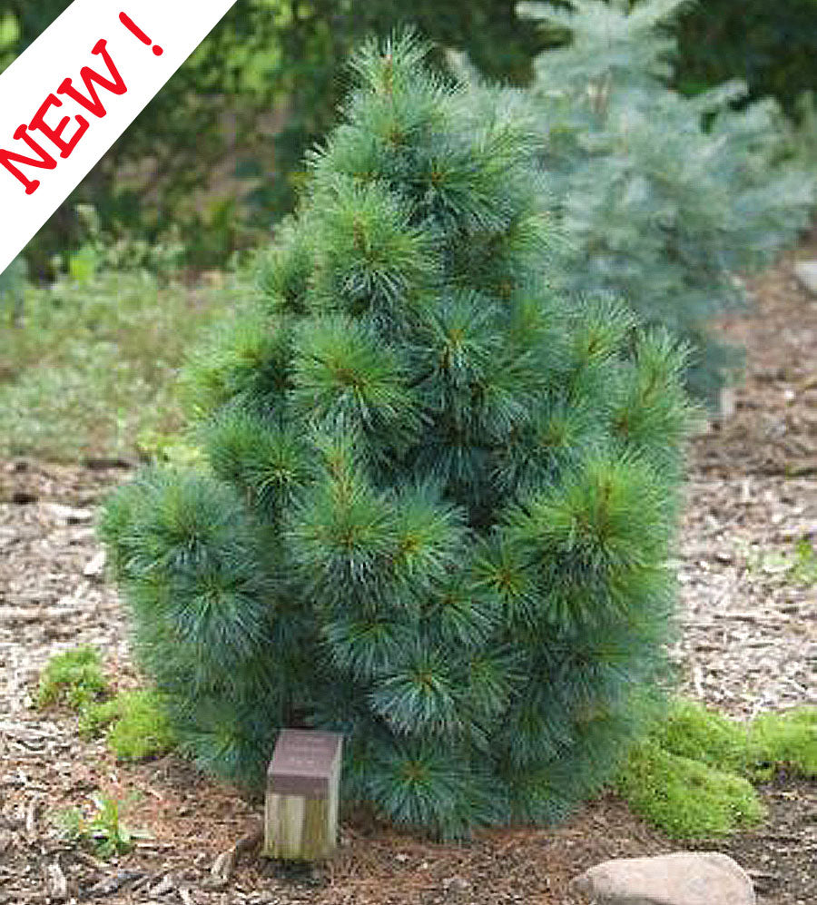 Pinus monticola 'Nana'