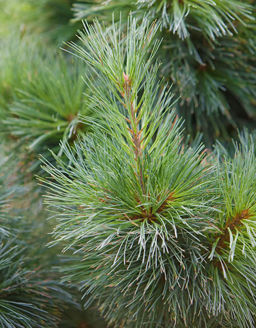 Pinus monticola 'Nana'