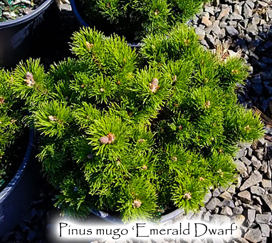 Pinus mugo 'Emerald Dwarf'