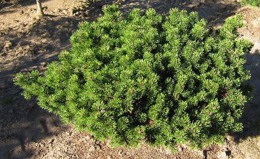 Pinus mugo 'Prostrata Wells'