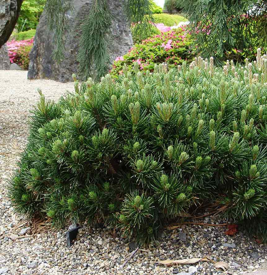 Pinus mugo 'Pumilio'