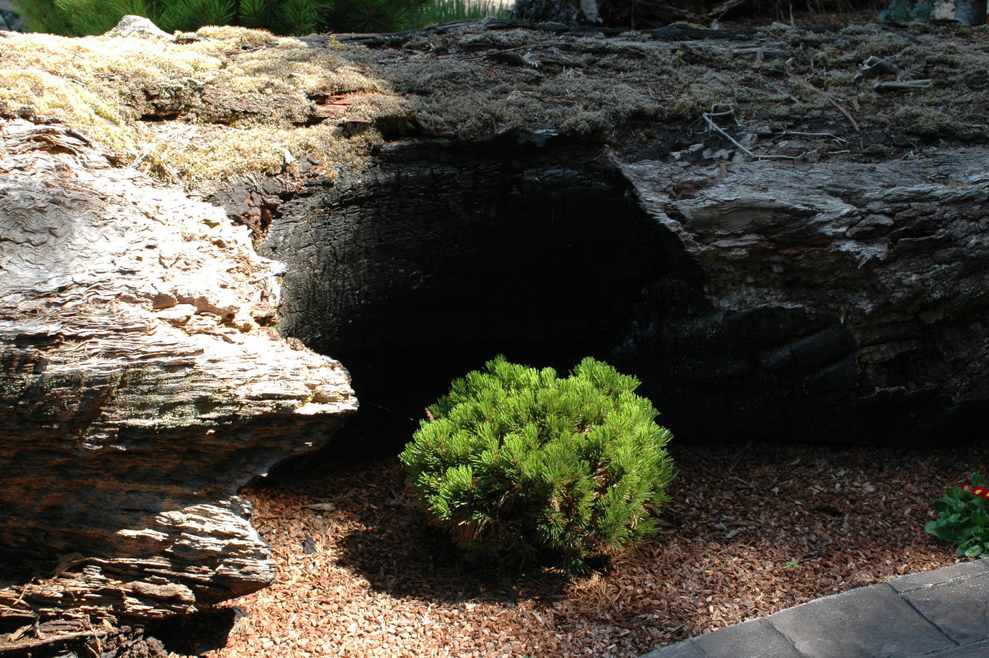 Pinus mugo 'Sherwood Compact'