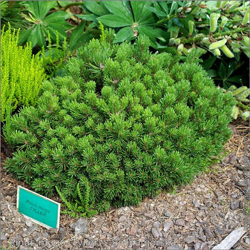 Tyler – Singing Tree Gardens Nursery