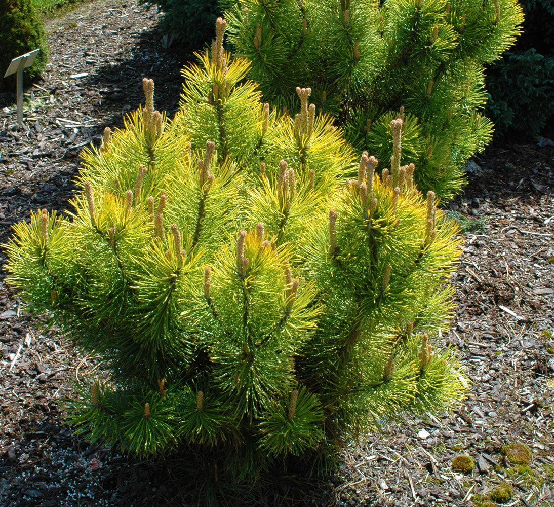 Pinus mugo 'Winter Sonne'