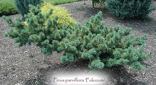 Pinus parviflora 'Fukuzumi'