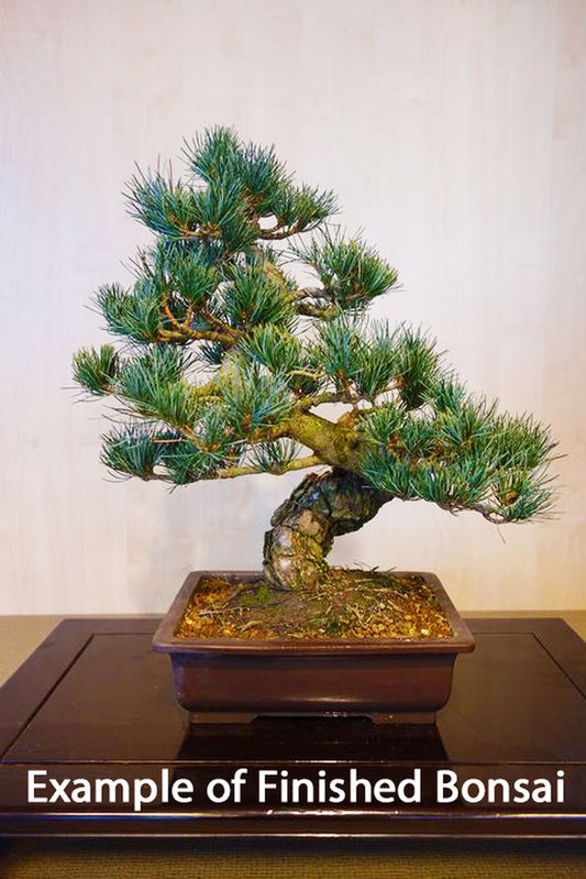 Pinus parviflora 'Kinpo'