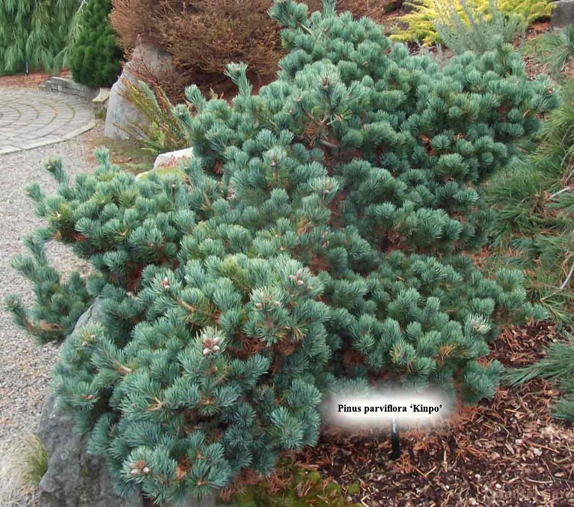 Pinus parviflora 'Kinpo'