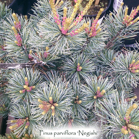 Pinus parviflora 'Negishi'