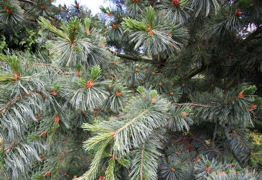 Pinus strobiformis 'Pendula'