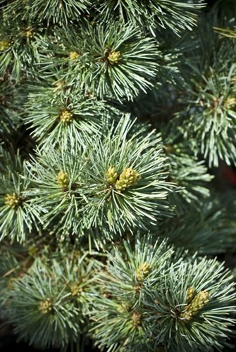 Pinus strobiformis 'Loma Linda'
