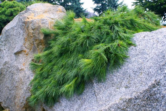 Pinus strobus 'Niagara Falls'