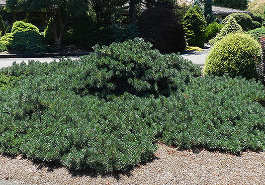 Pinus sylvestris 'Albyn Prostrata'