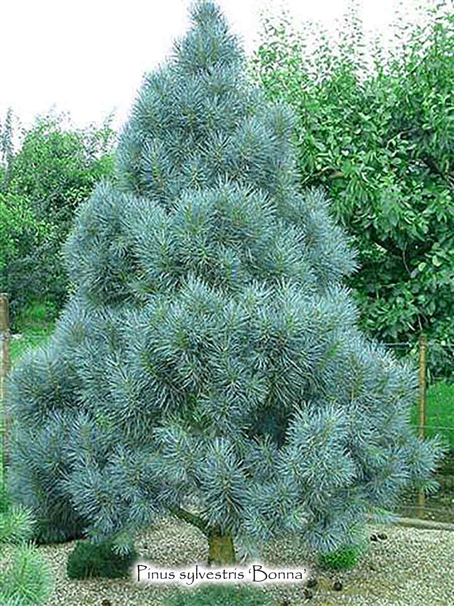Pinus sylvestris 'Bonna'  -  Blue Scots Pine