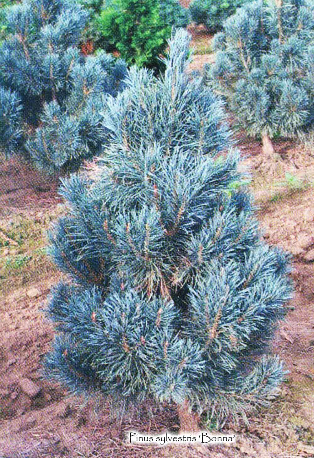 Pinus sylvestris 'Bonna'  -  Blue Scots Pine