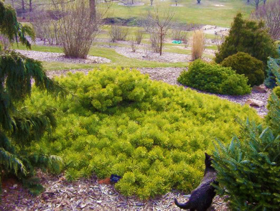 Pinus sylvestris 'Hillside Creeper'