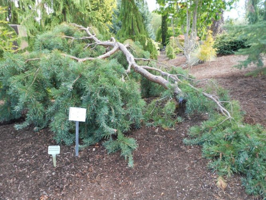 Pinus sylvestris 'Mitsch's Weeping'