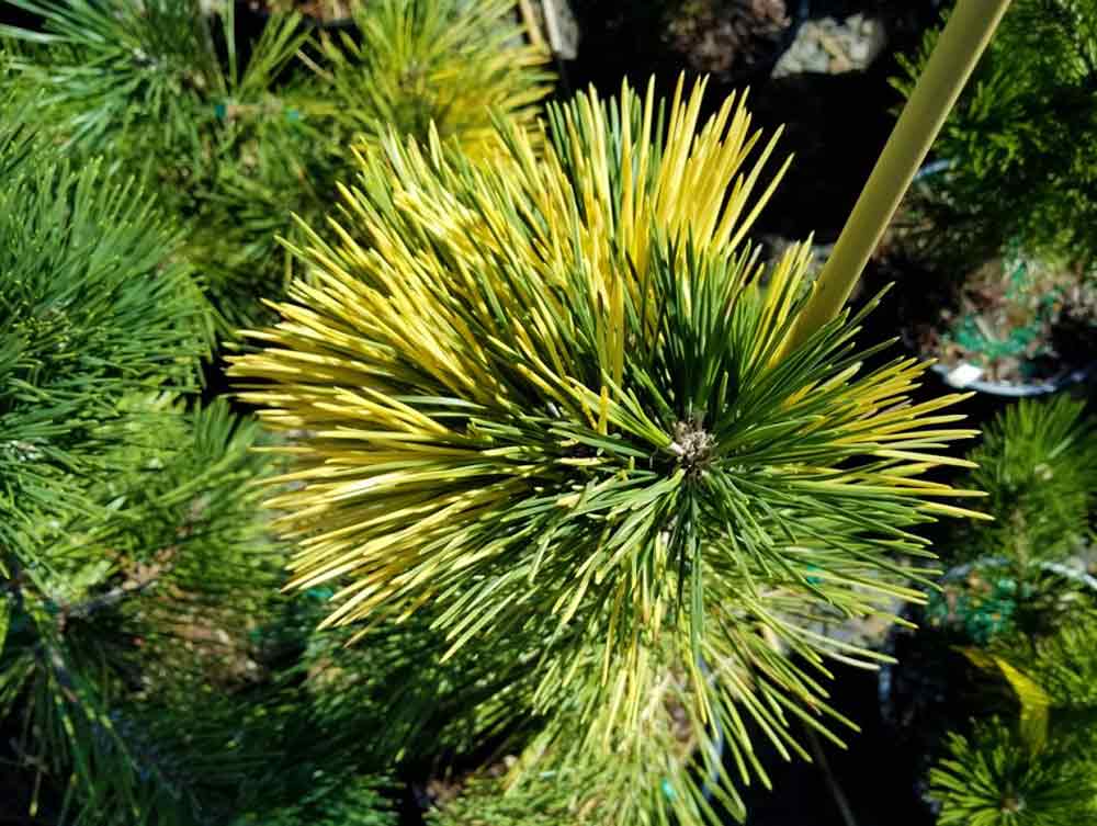 Pinus thunbergiana 'Aocha-kuro-matsu'