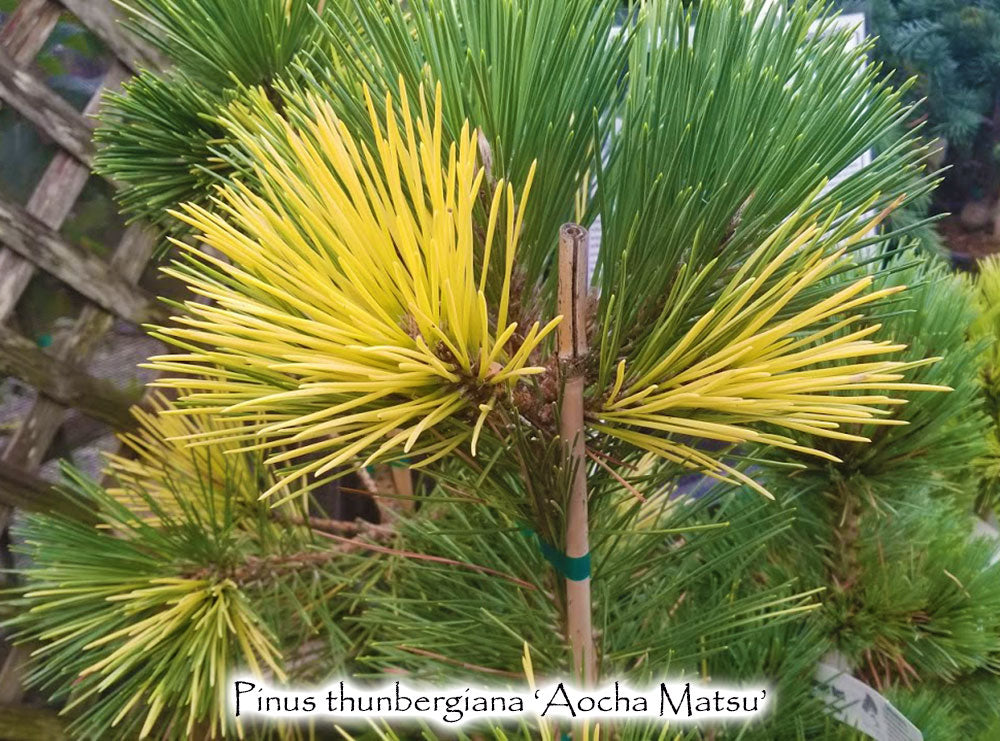 Pinus thunbergiana 'Aocha-kuro-matsu'