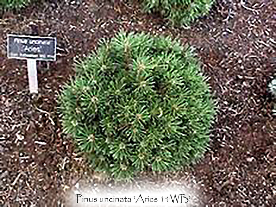 Pinus uncinata 'Aries 14 WB'