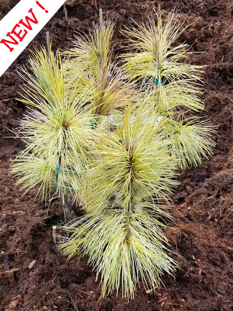 Pinus wallichiana 'Zebrina' - Striped Himalayan Pine