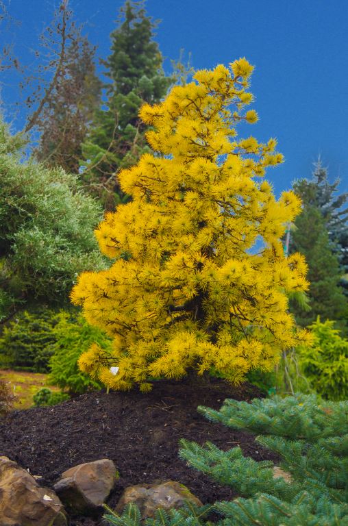 Pinus contorta 'Chief Joseph' – Singing Tree Gardens Nursery