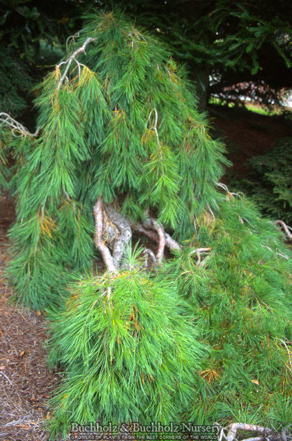 Pinus densiflora Pendula  Weeping Japanese Red Pine