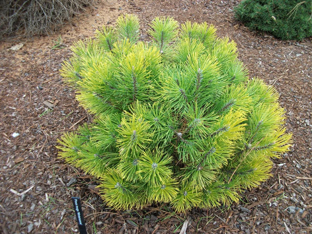 Pinus mugo 'Winter Sonne'