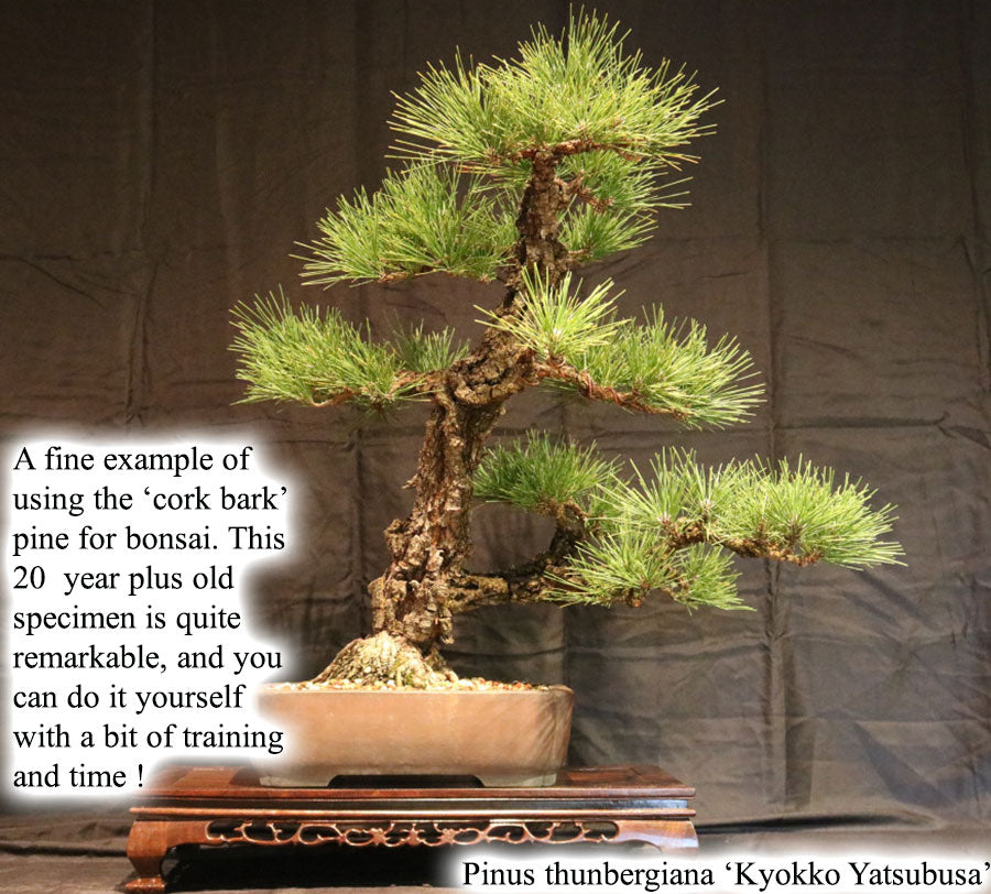 Pinus thunbergiana 'Kyokko Yatsubusa'