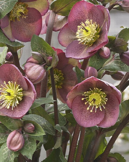 Helleborus x hybridus 'Pippa's Purple'