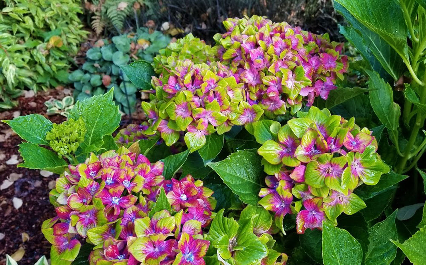 Hydrangea m. 'Pistachio'