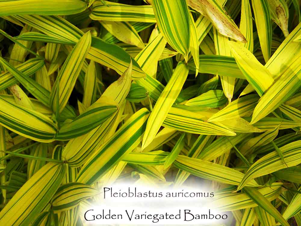 Golden Variegated Bamboo - Pleioblastus auricomus