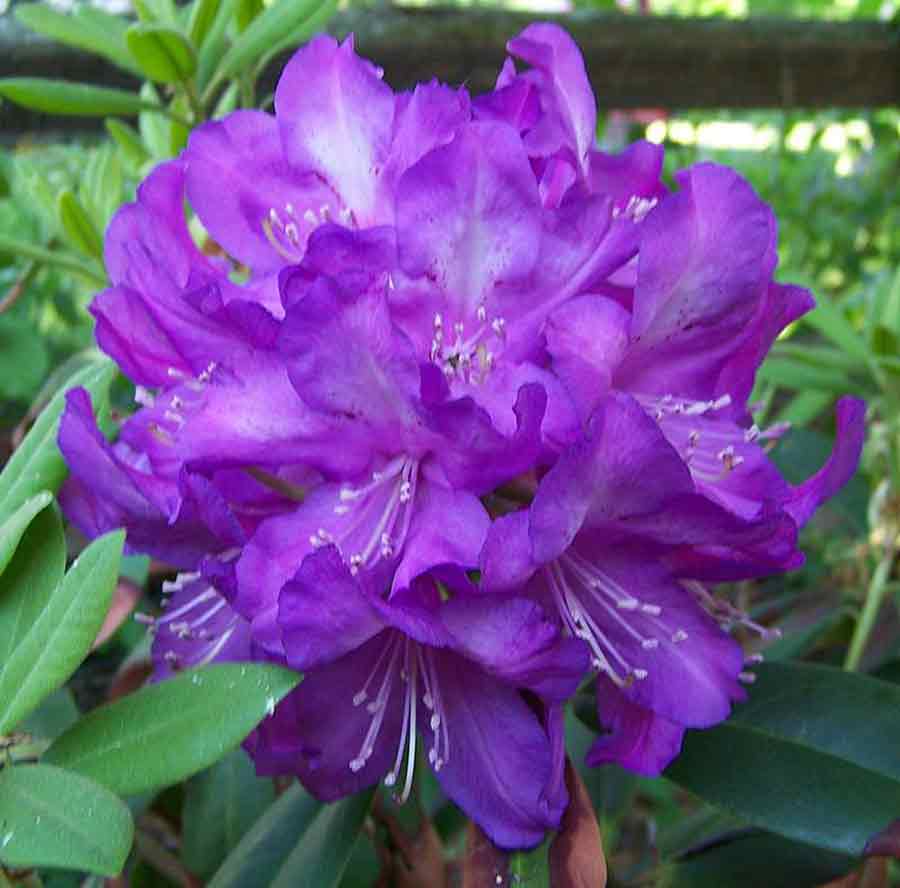 R. 'Purple Passion'