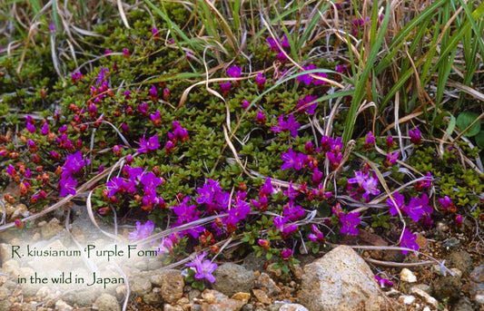 R. kiusianum 'purple form'