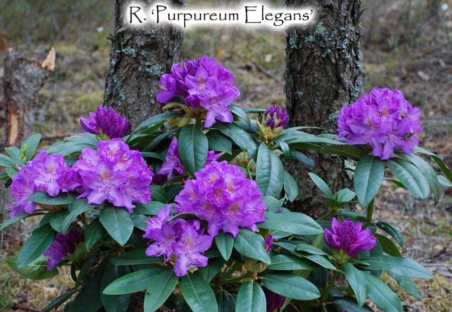 R. catawbiense 'Purpureum Elegans'