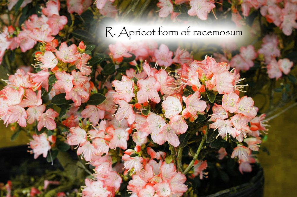 Apricot form of R. racemosum