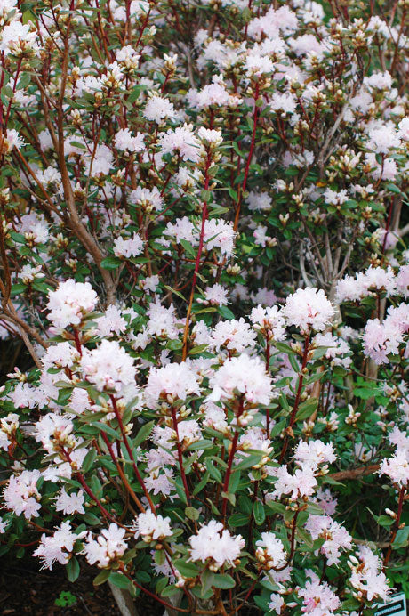 Racemosum - White Flower Form