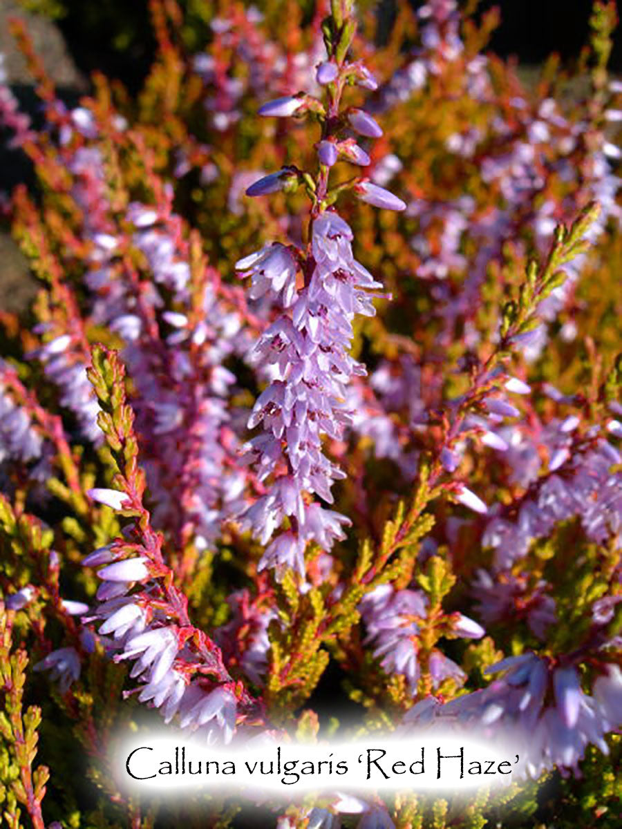 Calluna vulgaris 'Red Haze'