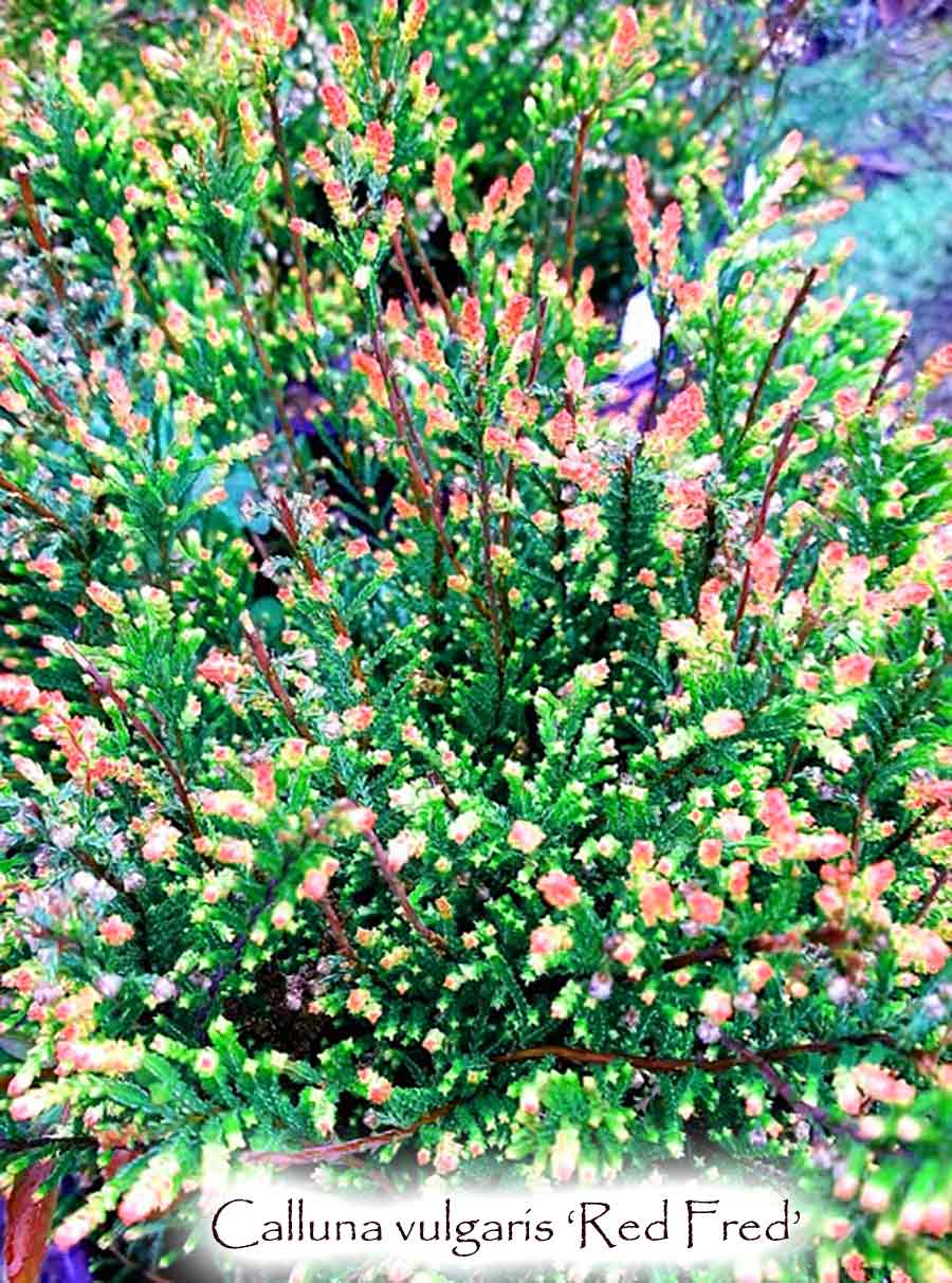 Calluna vulgaris 'Red Fred'