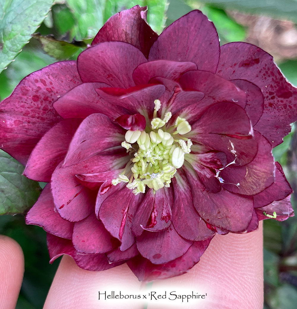 Helleborus x 'Red Sapphire'