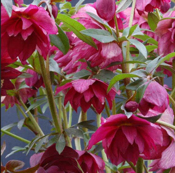 Helleborus x 'Red Sapphire'