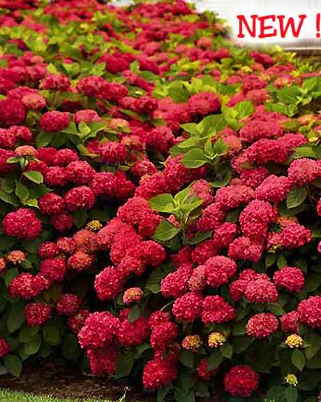 Hydrangea macrophylla - 'Red Sensation' Plant Patent #18,197