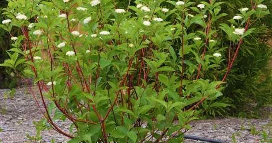 Red Twig Dogwood 'Cardinal'