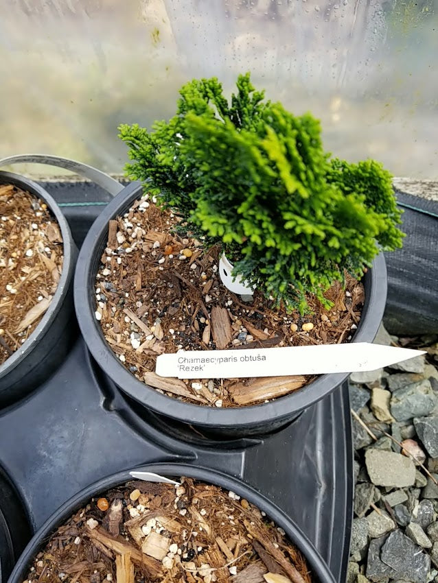 Chamaecyparis obtusa 'Rezek'