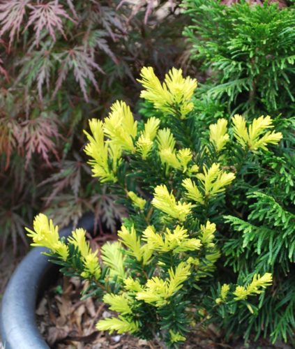 Taxus cuspidata 'Rezek's Gold'