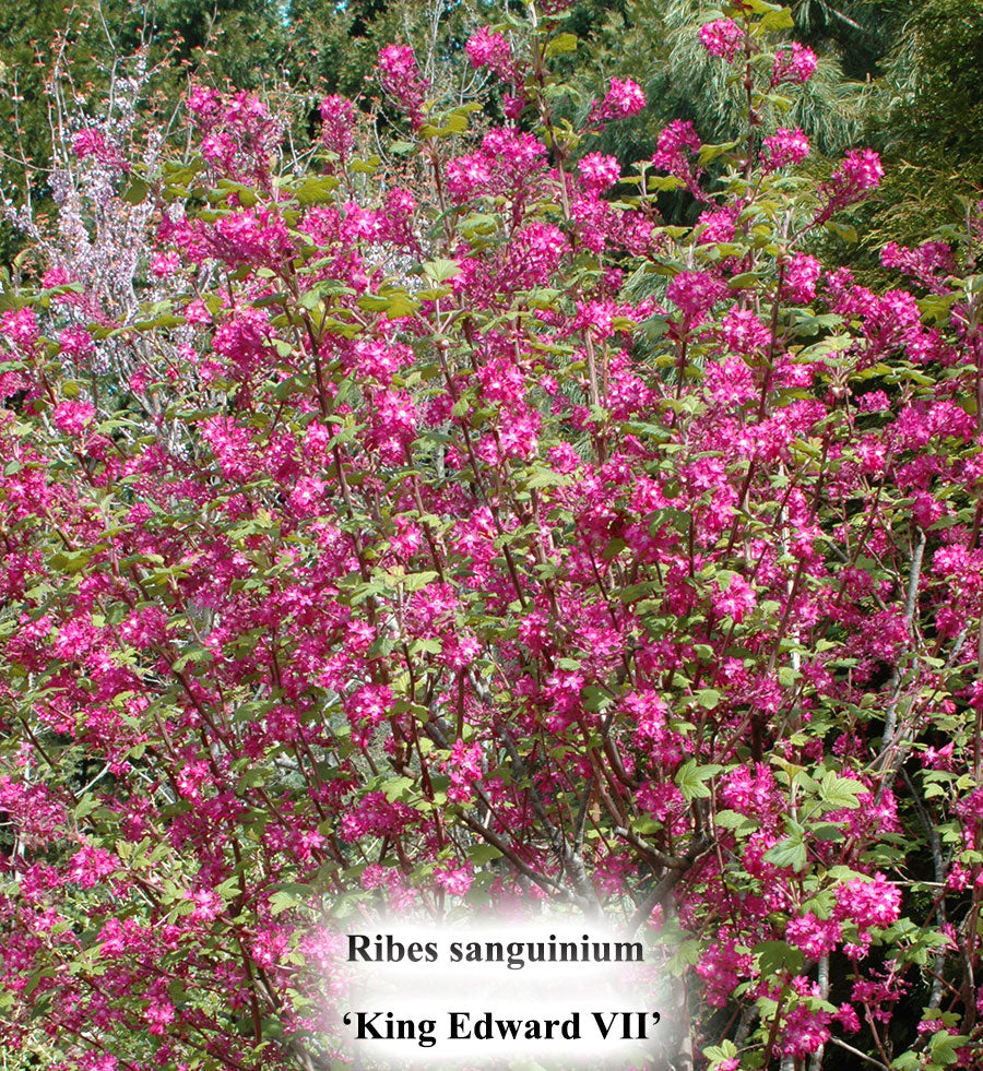 Ribes sanguinium 'King Edward VII'