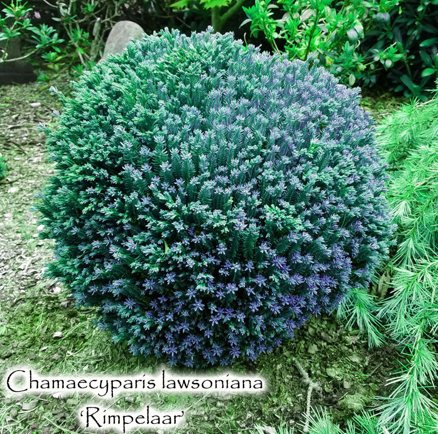 Chamaecyparis lawsoniana 'Rimpelaar'