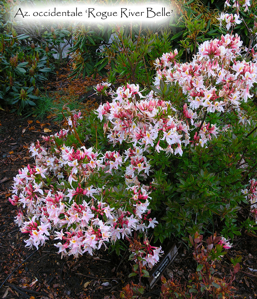 Az. occidentale 'Rogue River Belle'