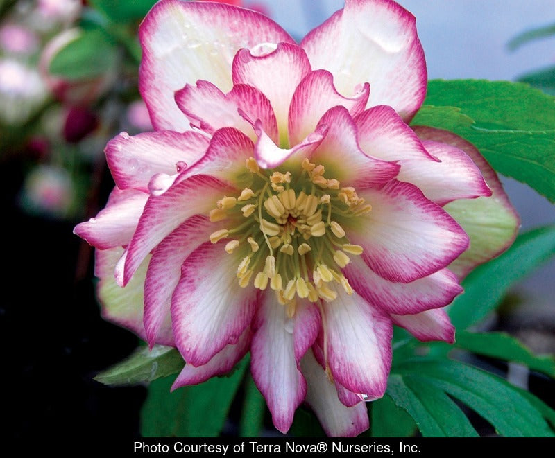 Helleborus x hybridus Winter Jewells series   'Rose Quartz'