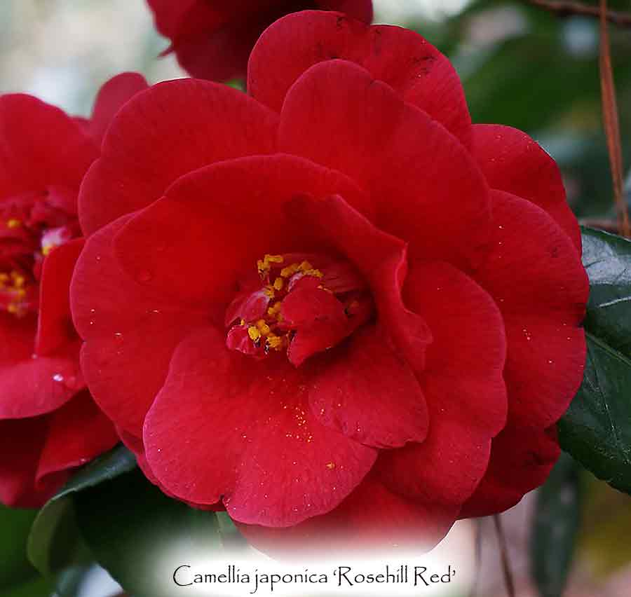 Camellia japonica 'Rosehill Red'