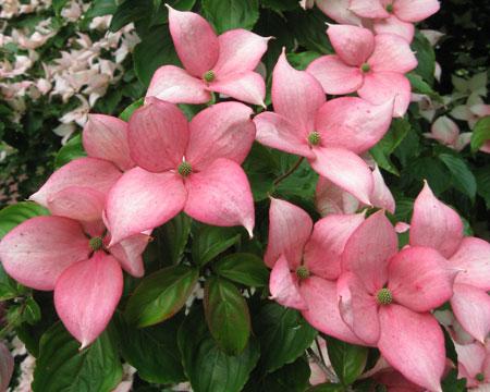 Rosy Teacups Dogwood